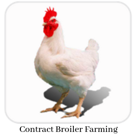 Contrat Broiler Farming